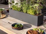 Blumenkasten "Balconera Color" im Angebot bei Hornbach in Nettetal Blumenkasten "Balconera Color" Angebote von Lechuza bei Hornbach Nettetal für 33,65 €
