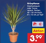 Grünpflanze Drachenbaum Angebote bei Netto Marken-Discount Pirmasens für 3,99 €