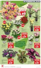 Dekoration im Kaufland Prospekt in Hof Aktueller Kaufland Prospekt mit Dekoration, "Hier bin ich richtig", Seite 16
