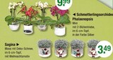 Schmetterlingsorchidee Phalaenopsis oder Sagina von  im aktuellen V-Markt Prospekt für 3,49 €