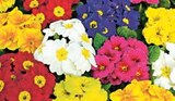 Primel von Primula acaulis im aktuellen Hellweg Prospekt für 0,99 €