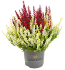 Calluna-Sondersorten bei Kaufland im Deuselbach Prospekt für 3,79 €