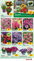 Balkonpflanzen Angebot & Preis im aktuellen toom Baumarkt Prospekt Balkonpflanzen Angebot im aktuellen toom Baumarkt Prospekt auf Seite 19