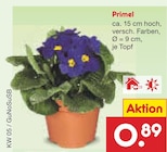 Primel im Angebot bei Netto Marken-Discount in Altenburg Primel Angebote bei Netto Marken-Discount Altenburg für 0,89 €