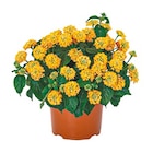 Netto mit dem Scottie Stralendorf - Lantana, Platycodon oder Löwenmaul Angebot im Prospekt Lantana, Platycodon oder Löwenmaul bei Netto mit dem Scottie im Stralendorf Prospekt für 1,99 €