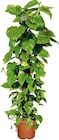 Efeutute Epipremnum aureum im Hellweg Prospekt Efeutute Epipremnum aureum im aktuellen Hellweg Prospekt für 34,99 €