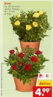 Rosen von  im aktuellen Netto Marken-Discount Prospekt für 4,99 €