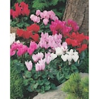 Cyclamen dans le catalogue Carrefour