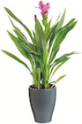 Curcuma + cache-pot en promo chez Botanic Curcuma + cache-pot dans le catalogue Botanic