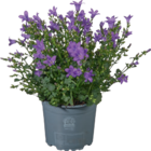Glockenblume Campanula von  im aktuellen tegut Prospekt für 5,99 €