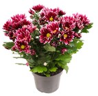 Chrysanthème bicolore en promo chez Carrefour Lorient à 2,49 €