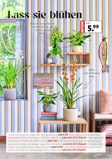 Orchidee im aktuellen Blumen Ostmann Prospekt (Bremen) Orchidee im Blumen Ostmann Prospekt "Faszinierend, was Grün alles kann" mit 10 Seiten (Bremen)