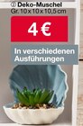 Aktuelles Deko-Muschel Angebot bei Woolworth in Frankfurt (Main) ab 4,00 €