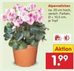 Alpenveilchen Angebote bei Netto Marken-Discount Saarbrücken für 1,99 €