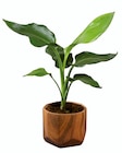 Plante verte en céramique ton bois - Lidl à Brest Plante verte en céramique ton bois en promo chez Lidl Brest à 6,99 €
