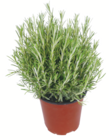 toom Baumarkt Angersdorf - Mediterrane Kräuter Angebot im Prospekt Mediterrane Kräuter bei toom Baumarkt im Angersdorf Prospekt für 7,99 €