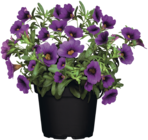 Balkonpflanzen Angebote bei ROSENGUT Langerwisch Potsdam für 2,99 €