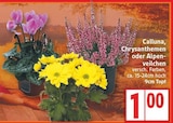Calluna für 1,00 € bei EDEKA im Angebot Calluna im aktuellen EDEKA Prospekt