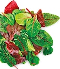 Netto mit dem Scottie Koserow - GO Regio Pflücksalat Angebot im Prospekt GO Regio Pflücksalat bei Netto mit dem Scottie im Koserow Prospekt für 0,79 €