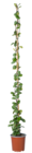 Angebot im Blumen Ostmann Visbek Prospekt Blumen Ostmann Visbek Prospekt mit im Angebot für 14,99 €
