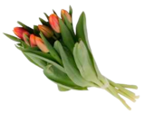 Aktuelle Blumen Angebote bei Marktkauf in Hamburg Aktuelles Moosrosen Angebot bei Marktkauf in Hamburg ab 3,49 €
