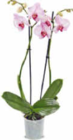Netto Marken-Discount - Orchidee Angebot im Prospekt Orchidee bei Netto Marken-Discount im Prospekt "" für 7,99 €