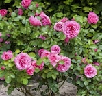 Pflanzen im Pflanzen Kölle Prospekt Strauchrose im aktuellen Pflanzen Kölle Prospekt für 22,99 €
