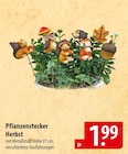 Pflanzenstecker Herbst Angebote bei famila Nordost Celle für 1,99 €