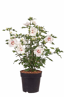 Garten-Hibiskus im Hagebaumarkt Prospekt zum Preis von 12,99 €
