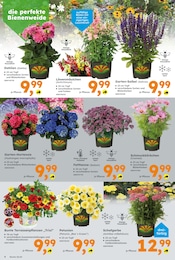 Petunie Angebot & Preis im aktuellen Globus-Baumarkt Prospekt Petunie Angebot im aktuellen Globus-Baumarkt Prospekt auf Seite 4