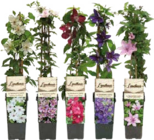 Waldrebe für 9,99 € bei Globus-Baumarkt im Angebot Waldrebe im aktuellen Globus-Baumarkt Prospekt