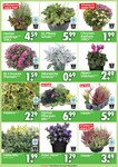 Blumen Blumen