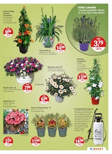 Blumentopf im V-Markt Prospekt "V-Markt einfach besser einkaufen" mit 25 Seiten (München)