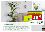 Kentia Palme von Pflanzen-Kölle für 19,99 € bei Pflanzen Kölle im Angebot Kentia Palme von Pflanzen-Kölle im aktuellen Pflanzen Kölle Prospekt