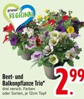 Beet- und Balkonpflanze Trio im Angebot bei EDEKA in Straubing Beet- und Balkonpflanze Trio Angebote bei EDEKA Straubing für 2,99 €