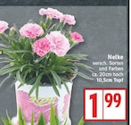 Nelke im aktuellen EDEKA Prospekt
