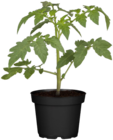 BIO-Naschtomate für 4,99 € bei Blume 2000 im Angebot BIO-Naschtomate im aktuellen Blume 2000 Prospekt