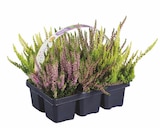 Lidl - Calluna Angebot im Prospekt Calluna bei Lidl im Prospekt "" für 6,99 €