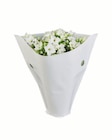 Kalanchoe in Mini-Tüte bei Lidl im Luckau Prospekt für 1,19 €