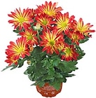 Chrysantheme im Angebot bei Kaufland in Karlsruhe Chrysantheme Angebote bei Kaufland Karlsruhe für 1,19 €