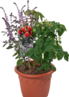 Kübelpflanze Basilikum meets Tomate im tegut Prospekt Kübelpflanze Basilikum meets Tomate von im aktuellen tegut Prospekt für 19,90 €