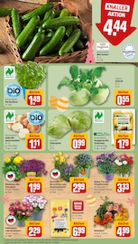 Blumenerde im REWE Prospekt in Germering Aktueller REWE Prospekt mit Blumenerde, "Dein Markt", Seite 9