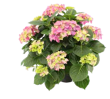 BAUERNHORTENSIE im Angebot bei OBI in Iserlohn BAUERNHORTENSIE Angebote bei OBI Iserlohn für 9,99 €