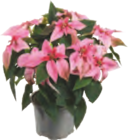 Aktuelles Herbststern „Princettia“ Angebot bei tegut in Mannheim ab 3,99 €