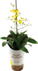 Globus-Baumarkt Gießen - Exotische Orchideen Angebot im Prospekt Exotische Orchideen bei Globus-Baumarkt im Gießen Prospekt für 4,99 €