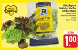 Aktuelle Salat Angebote bei E center in Nürnberg Aktuelles Fränkisches Salat Trio mit Wurzelballen Angebot bei E center in Nürnberg ab 1,00 €