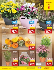 Aktueller Netto Marken-Discount Prospekt mit Pflanzen, "Aktuelle Angebote", Seite 7