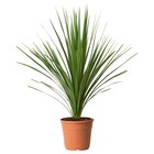 Pflanze Keulenlilie im IKEA Prospekt Pflanze Keulenlilie von CORDYLINE INDIVISA im aktuellen IKEA Prospekt für 24,99 €