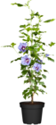 Gartenhibiskus im Angebot bei OBI in Reutlingen Gartenhibiskus Angebote von Grow by OBI bei OBI Reutlingen für 14,99 €