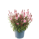 Gaura Staude für 2,69 € bei Netto mit dem Scottie im Angebot Gaura Staude im aktuellen Netto mit dem Scottie Prospekt